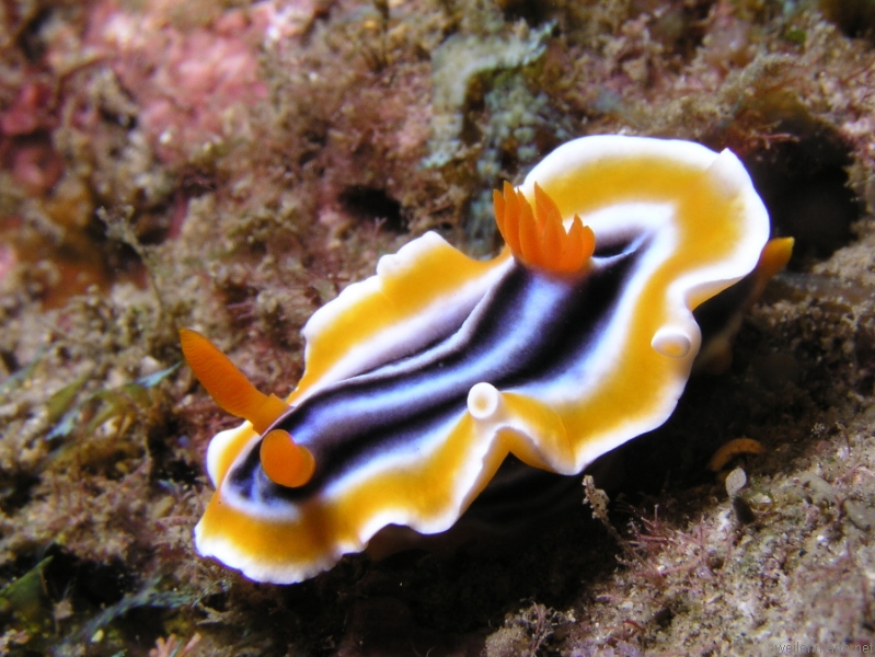 Nudi Branch